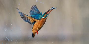 Eisvogel - Wintertarif