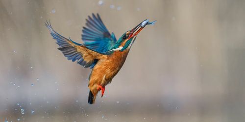 Eisvogel - Wintertarif