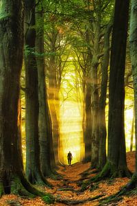 Wandel in het Licht sur Lars van de Goor