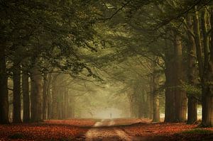 Marche brumeuse sur Martin Podt