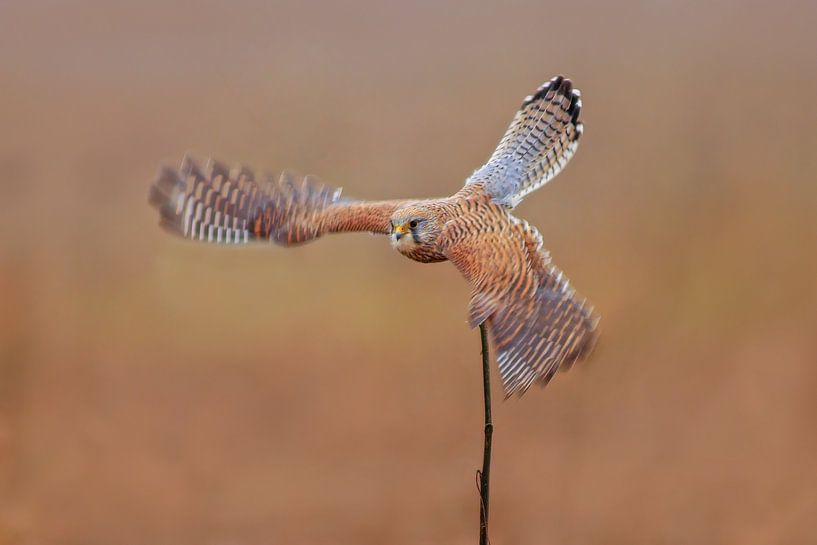 a female kestrel falcon (Falco tinnunculus) in flight taking off from a sunflower by Mario Plechaty Photography