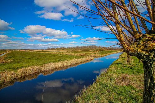 Landschap van een knotwilg bij een sloot in Giethoorn.