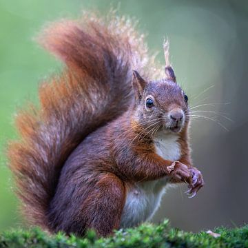 Squirrel by Linda Raaphorst