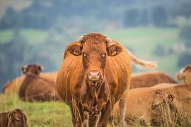 Koe HDR van Peter Vlasveld