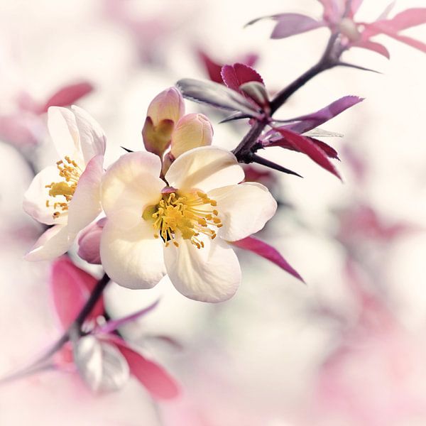 Printemps par Violetta Honkisz