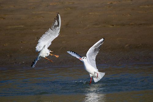 Fighting black-headed gulls 1