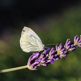 Witte vlinder op takje paarse lavendel von Jacqueline Holman