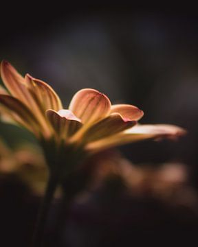 Soft yellow flower petals dark & moody van Sandra Hazes