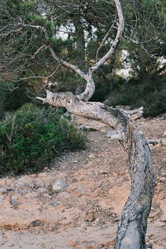 Ongerept Ibiza - Boom // Natuur- en Reisfotografie van Diana van Neck Photography