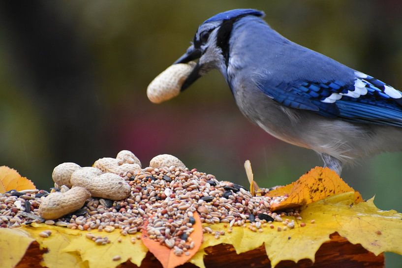 A blue jay at the garden feeder by Claude Laprise
