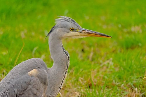 Close-up van een jonge blauwe reiger