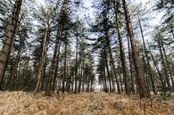 Kalmthoutse Heide van Ellen Rombouts thumbnail