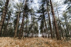 Kalmthoutse Heide by Ellen Rombouts