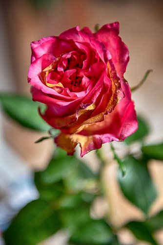 Red rose with sunlight