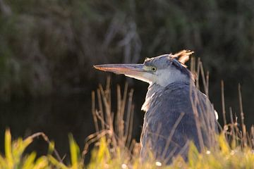 Blue heron is in the sunshine by Petra Vastenburg