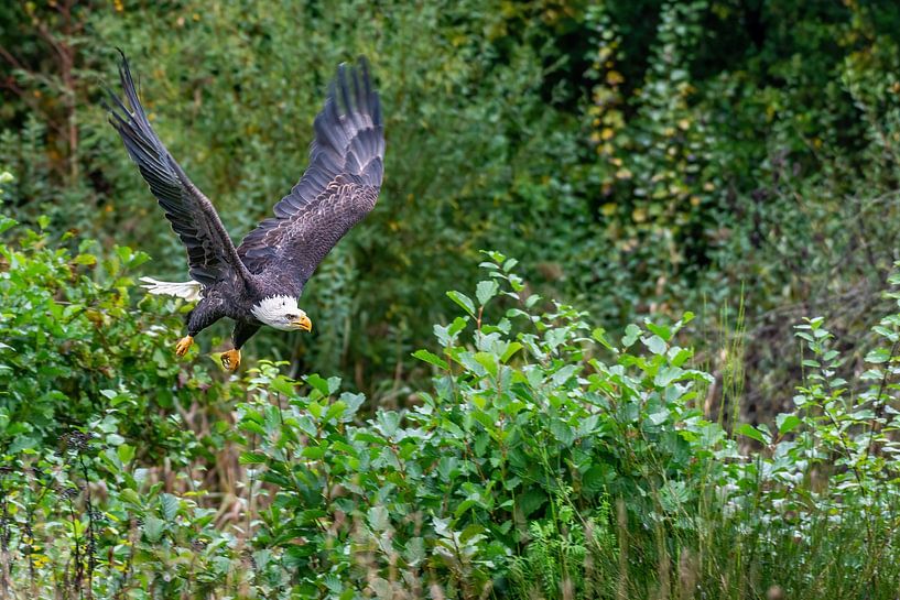 The American Bald Eagle - Haliaeetus leucocephalus by Rob Smit