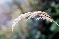 grass