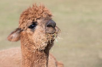 Een bruine alpaca met hooi in zijn bek