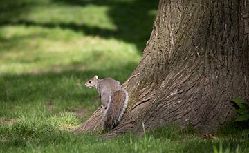 Eichhörnchen im Central Park ( New York City) von Marcel Kerdijk