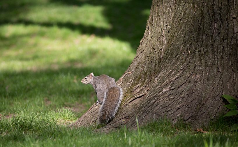 Squirrel in Central Park ( New York City) by Marcel Kerdijk