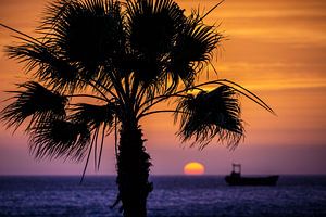 Palme bei Sonnenuntergang von Erik Jansen