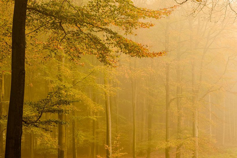 Nebliger Herbstwald von Sjoerd van der Wal Fotografie