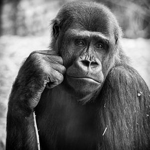 Gorille sur Rob Boon