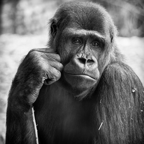 Gorilla by Rob Boon