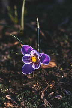 Krokus van Tessa Dommerholt