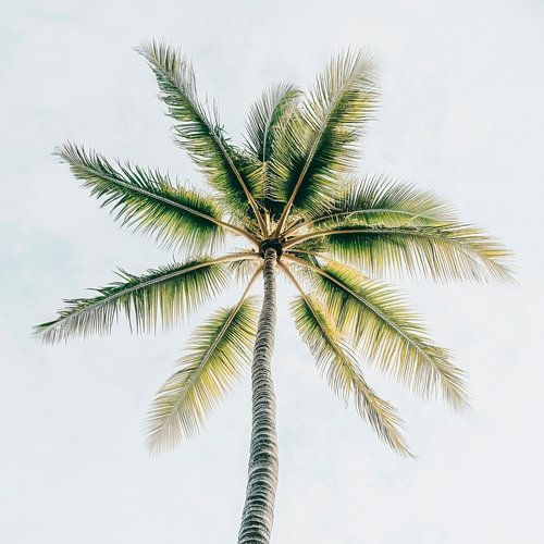 Palm hemel