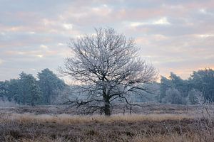 Gefrorener Baum