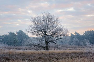 Gefrorener Baum von Johan Vanbockryck