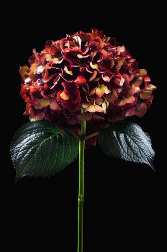 Hortensia in herfsttooi