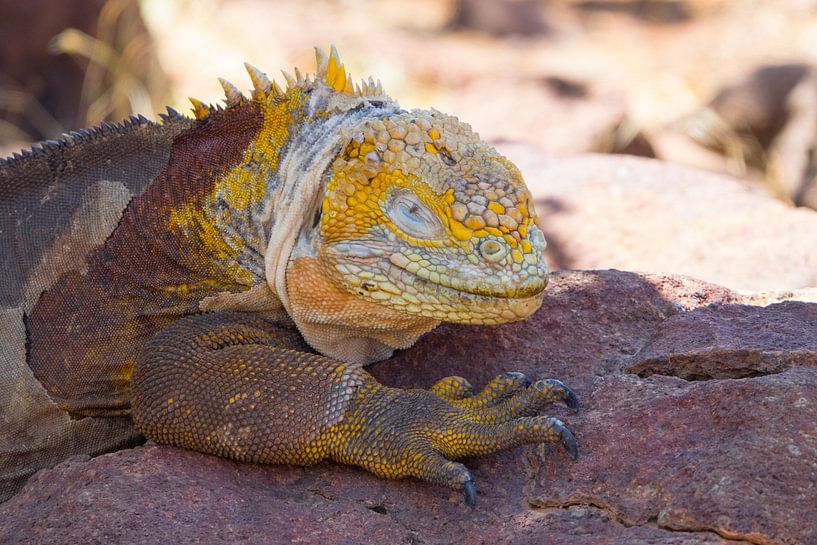 Gelber Leguan von Hanneke Bantje