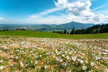 Krokuswiese am Mittagberg mit Blick auf das Oberallgäu und den Grünten von Leo Schindzielorz