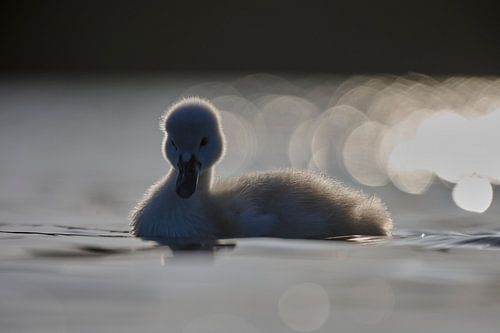 Donzy.nl - Jong zwaantje tegen een donkere achtergrond. van Donzy.nl