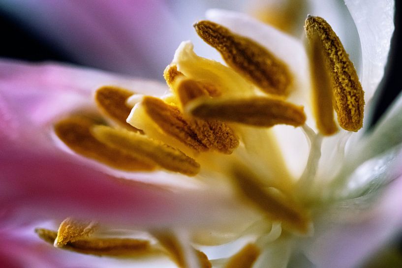 Une nature fantastique par D.R.Fotografie