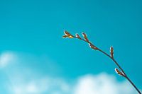 Knoppen in de lente