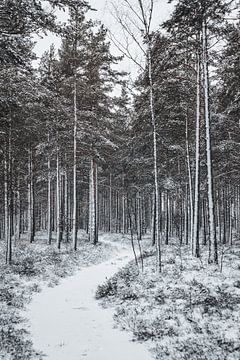 Winters Zweeds bos met sneeuw en een kronkelpad van Merlijn Arina Photography