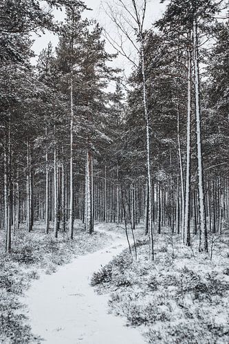 Forêt suédoise hivernale avec neige et chemin sinueux