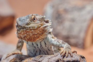 Le dragon barbu a l'air en colère sur C. Nass