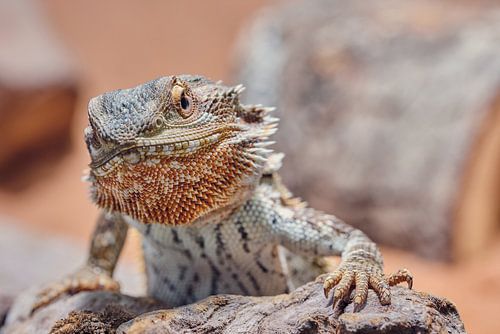 De baardagaam ziet er boos uit