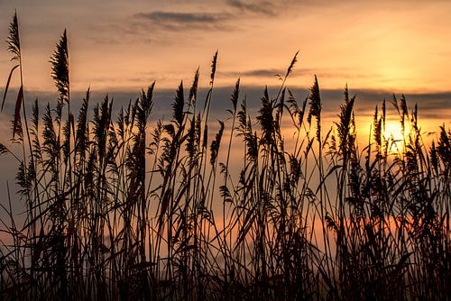 Wintersonnenwende – Schilf im ersten Licht von Tanja Riedel
