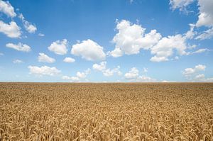 Champ de blé et ciel partiellement nuageux sur Peter Heeling