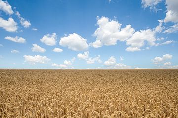 Veld met tarwe en een halfbewolkte lucht van Peter Heeling