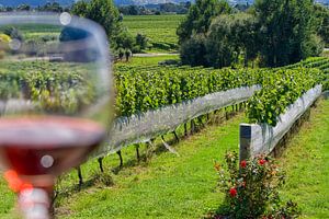 Rotwein im Glas bei einem sonnenüberfluteten Weinberg
