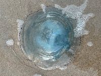 Jellyfish on beach