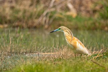Squacco heron at Lake Volvi - Greece by Puravida - Photography and photo art