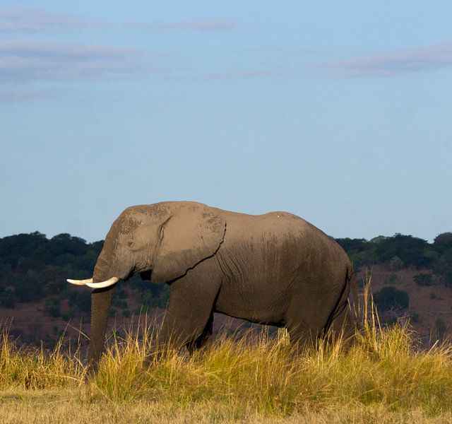 Portret van een olifant van Christel Nouwens- Lambers