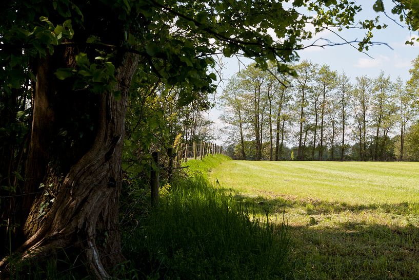 Unter dem Baum von Robert Smink